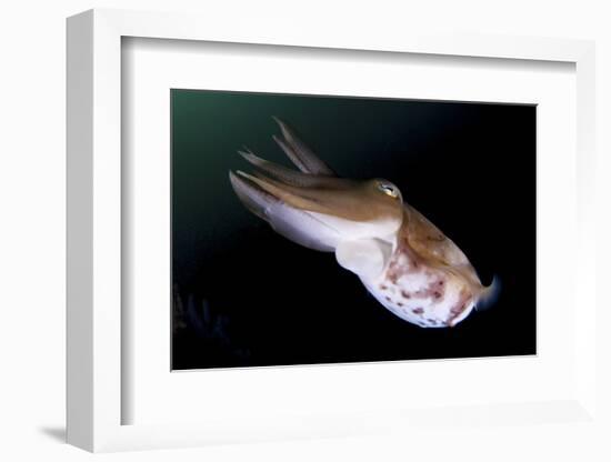 Full Body View of a Broadclub Cuttlefish Amongst a Reef-Stocktrek Images-Framed Photographic Print