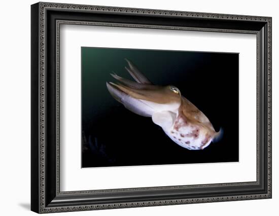 Full Body View of a Broadclub Cuttlefish Amongst a Reef-Stocktrek Images-Framed Photographic Print