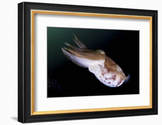 Full Body View of a Broadclub Cuttlefish Amongst a Reef-Stocktrek Images-Framed Photographic Print