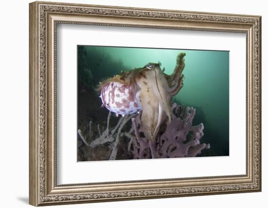 Full Body View of a Broadclub Cuttlefish Amongst a Reef-Stocktrek Images-Framed Photographic Print