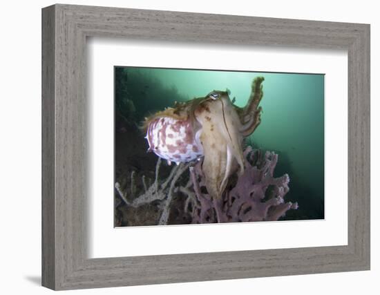 Full Body View of a Broadclub Cuttlefish Amongst a Reef-Stocktrek Images-Framed Photographic Print