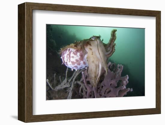 Full Body View of a Broadclub Cuttlefish Amongst a Reef-Stocktrek Images-Framed Photographic Print