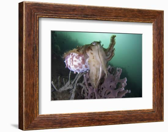 Full Body View of a Broadclub Cuttlefish Amongst a Reef-Stocktrek Images-Framed Photographic Print