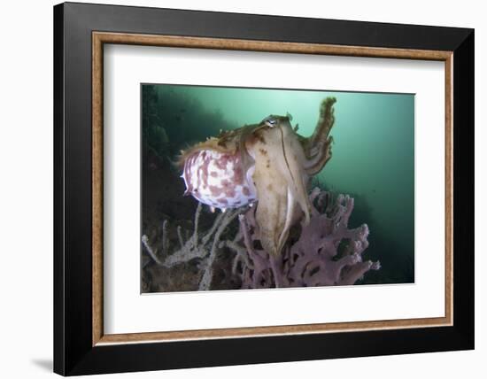 Full Body View of a Broadclub Cuttlefish Amongst a Reef-Stocktrek Images-Framed Photographic Print