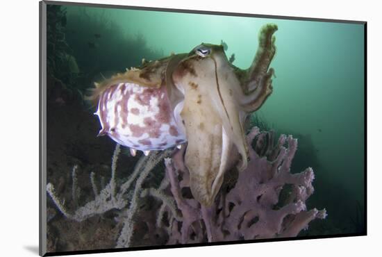 Full Body View of a Broadclub Cuttlefish Amongst a Reef-Stocktrek Images-Mounted Photographic Print