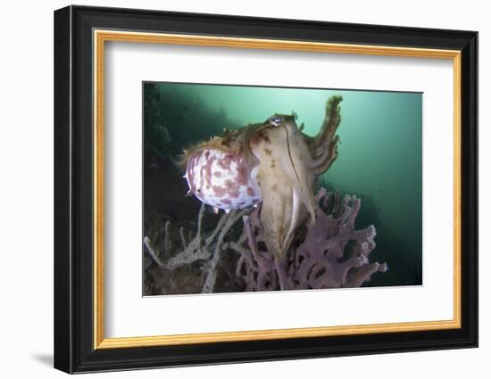 Full Body View of a Broadclub Cuttlefish Amongst a Reef-Stocktrek Images-Framed Photographic Print