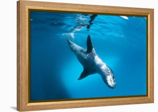 Full Body View of a Leopard Seal, Astrolabe Island, Antarctica-null-Framed Premier Image Canvas