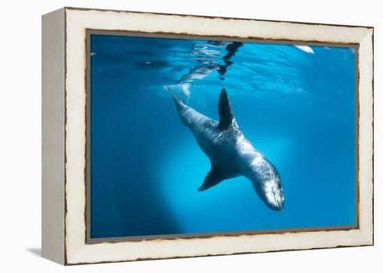 Full Body View of a Leopard Seal, Astrolabe Island, Antarctica-null-Framed Premier Image Canvas