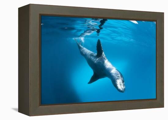 Full Body View of a Leopard Seal, Astrolabe Island, Antarctica-null-Framed Premier Image Canvas