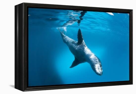 Full Body View of a Leopard Seal, Astrolabe Island, Antarctica-null-Framed Premier Image Canvas