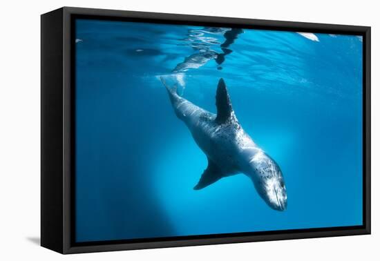 Full Body View of a Leopard Seal, Astrolabe Island, Antarctica-null-Framed Premier Image Canvas