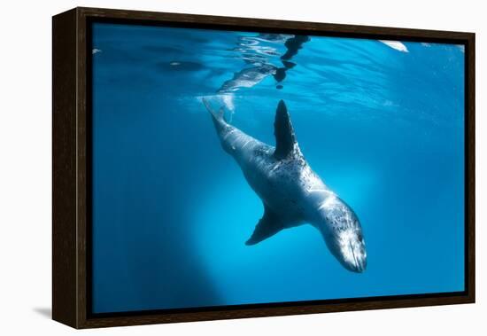 Full Body View of a Leopard Seal, Astrolabe Island, Antarctica-null-Framed Premier Image Canvas