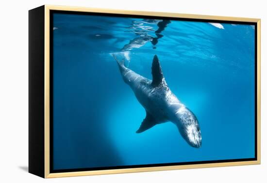 Full Body View of a Leopard Seal, Astrolabe Island, Antarctica-null-Framed Premier Image Canvas