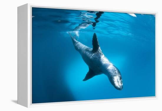 Full Body View of a Leopard Seal, Astrolabe Island, Antarctica-null-Framed Premier Image Canvas