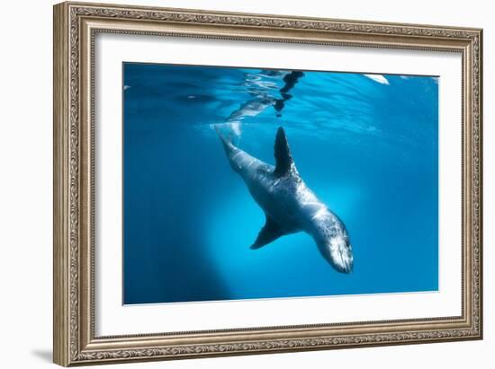 Full Body View of a Leopard Seal, Astrolabe Island, Antarctica-null-Framed Photographic Print