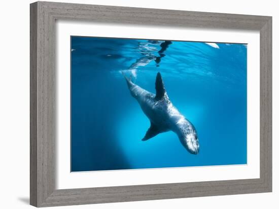 Full Body View of a Leopard Seal, Astrolabe Island, Antarctica-null-Framed Photographic Print