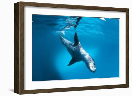 Full Body View of a Leopard Seal, Astrolabe Island, Antarctica-null-Framed Photographic Print