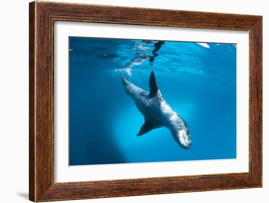 Full Body View of a Leopard Seal, Astrolabe Island, Antarctica-null-Framed Photographic Print