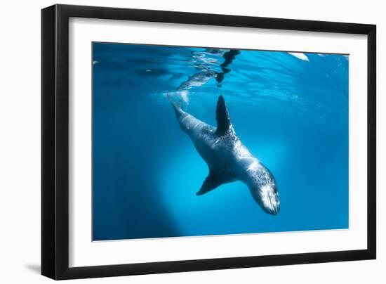 Full Body View of a Leopard Seal, Astrolabe Island, Antarctica-null-Framed Photographic Print