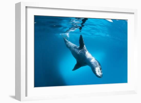 Full Body View of a Leopard Seal, Astrolabe Island, Antarctica-null-Framed Photographic Print