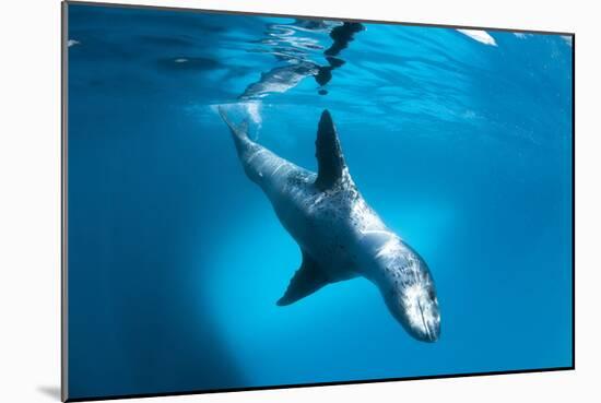 Full Body View of a Leopard Seal, Astrolabe Island, Antarctica-null-Mounted Photographic Print