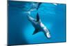 Full Body View of a Leopard Seal, Astrolabe Island, Antarctica-null-Mounted Photographic Print