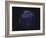 Full Earth at Night Showing Africa, Europe 2001-08-07-Stocktrek Images-Framed Photographic Print