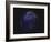 Full Earth at Night Showing Africa, Europe 2001-08-07-Stocktrek Images-Framed Photographic Print