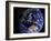 Full Earth from Space Showing Australia-Stocktrek Images-Framed Photographic Print