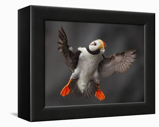 Full Flaps !-Alfred Forns-Framed Premier Image Canvas