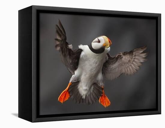 Full Flaps !-Alfred Forns-Framed Premier Image Canvas