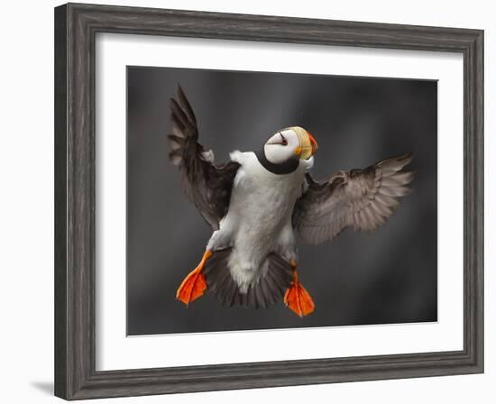 Full Flaps !-Alfred Forns-Framed Photographic Print