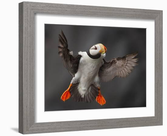 Full Flaps !-Alfred Forns-Framed Photographic Print