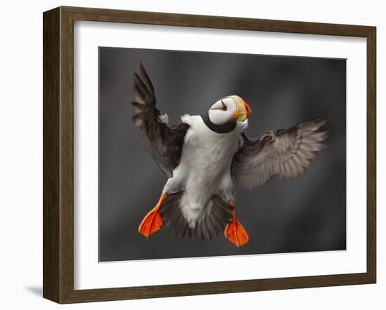 Full Flaps !-Alfred Forns-Framed Photographic Print