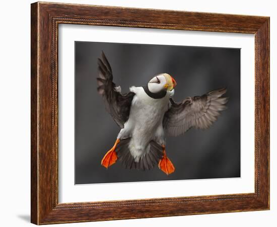 Full Flaps !-Alfred Forns-Framed Photographic Print