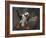 Full Flaps !-Alfred Forns-Framed Photographic Print