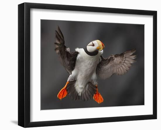 Full Flaps !-Alfred Forns-Framed Photographic Print