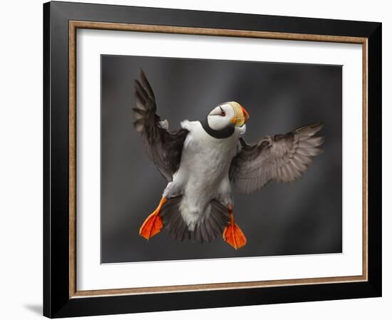 Full Flaps !-Alfred Forns-Framed Photographic Print