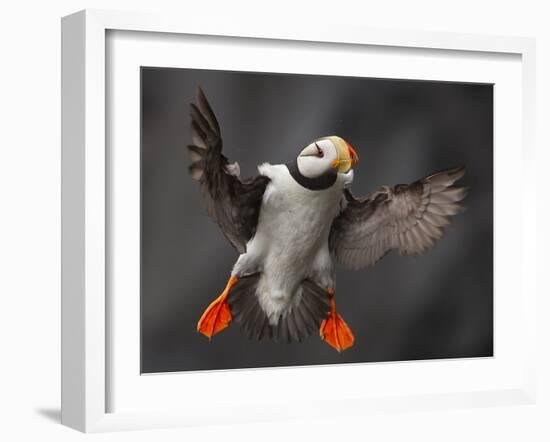 Full Flaps !-Alfred Forns-Framed Photographic Print