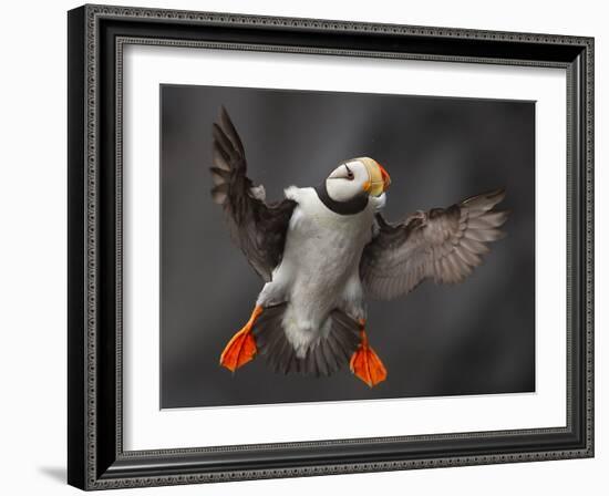 Full Flaps !-Alfred Forns-Framed Photographic Print