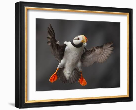 Full Flaps !-Alfred Forns-Framed Photographic Print