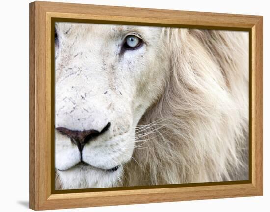 Full Frame Close Up Portrait of a Male White Lion with Blue Eyes.  South Africa.-Karine Aigner-Framed Premier Image Canvas