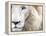 Full Frame Close Up Portrait of a Male White Lion with Blue Eyes.  South Africa.-Karine Aigner-Framed Premier Image Canvas