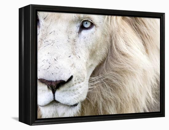 Full Frame Close Up Portrait of a Male White Lion with Blue Eyes.  South Africa.-Karine Aigner-Framed Premier Image Canvas