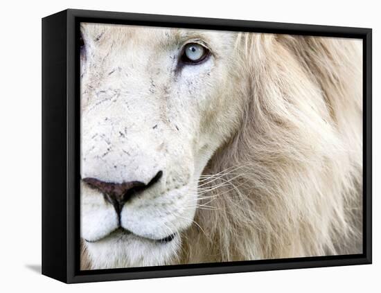 Full Frame Close Up Portrait of a Male White Lion with Blue Eyes.  South Africa.-Karine Aigner-Framed Premier Image Canvas