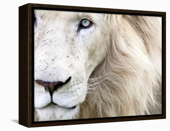 Full Frame Close Up Portrait of a Male White Lion with Blue Eyes.  South Africa.-Karine Aigner-Framed Premier Image Canvas