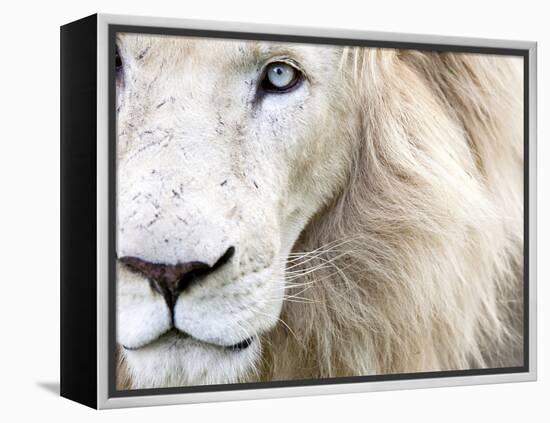 Full Frame Close Up Portrait of a Male White Lion with Blue Eyes.  South Africa.-Karine Aigner-Framed Premier Image Canvas