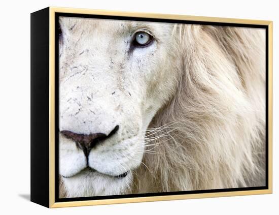 Full Frame Close Up Portrait of a Male White Lion with Blue Eyes.  South Africa.-Karine Aigner-Framed Premier Image Canvas