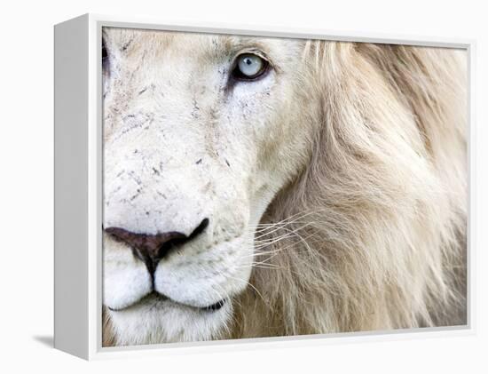 Full Frame Close Up Portrait of a Male White Lion with Blue Eyes.  South Africa.-Karine Aigner-Framed Premier Image Canvas