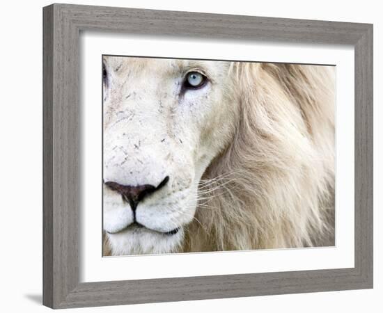 Full Frame Close Up Portrait of a Male White Lion with Blue Eyes.  South Africa.-Karine Aigner-Framed Premium Photographic Print